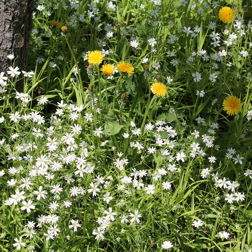 Stellaria holostea - Grote muur (Groeiplaats)