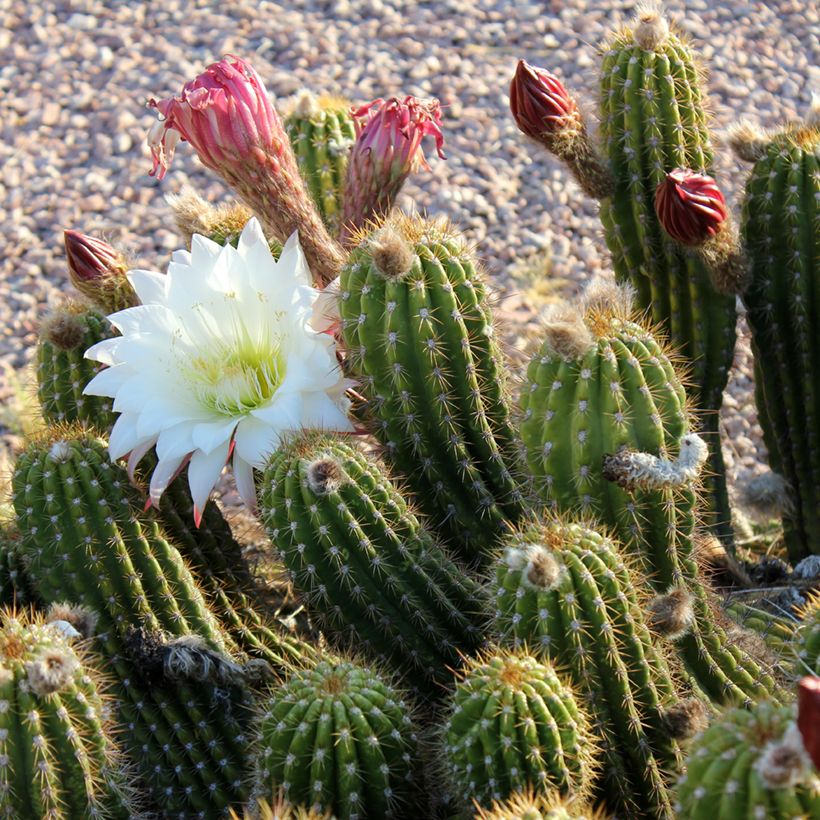 Stenocereus thurberi - Orgelpijpcactus (Bloei)