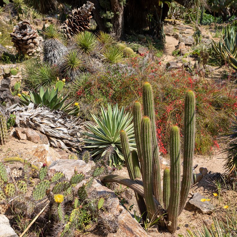 Stenocereus thurberi - Orgelpijpcactus (Groeiplaats)