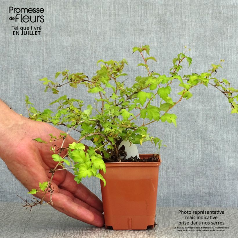 Exemplaar van Stephanandra incisa Crispa - Kransspirea Kweekpotje van 8/9 cm zoals geleverd in de zomer