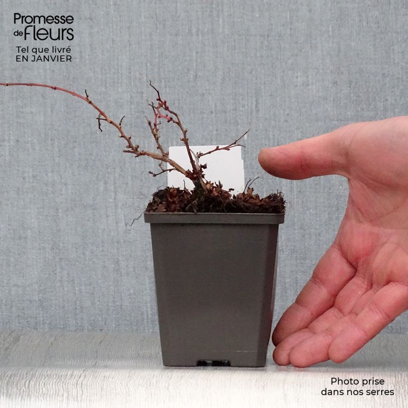 Example of Stephanandra incisa Crispa Kweekpotje van 8/9 cm as you get in hiver