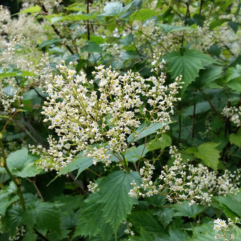 Stephanandra tanakae - Kransspirea (Flowering)