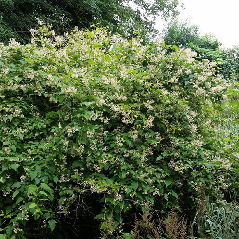 Stephanandra tanakae - Kransspirea (Plant habit)