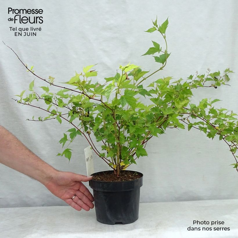 Exemplaar van Stephanandra tanakae - Kransspirea Pot van 3 l/4 l zoals geleverd in de zomer