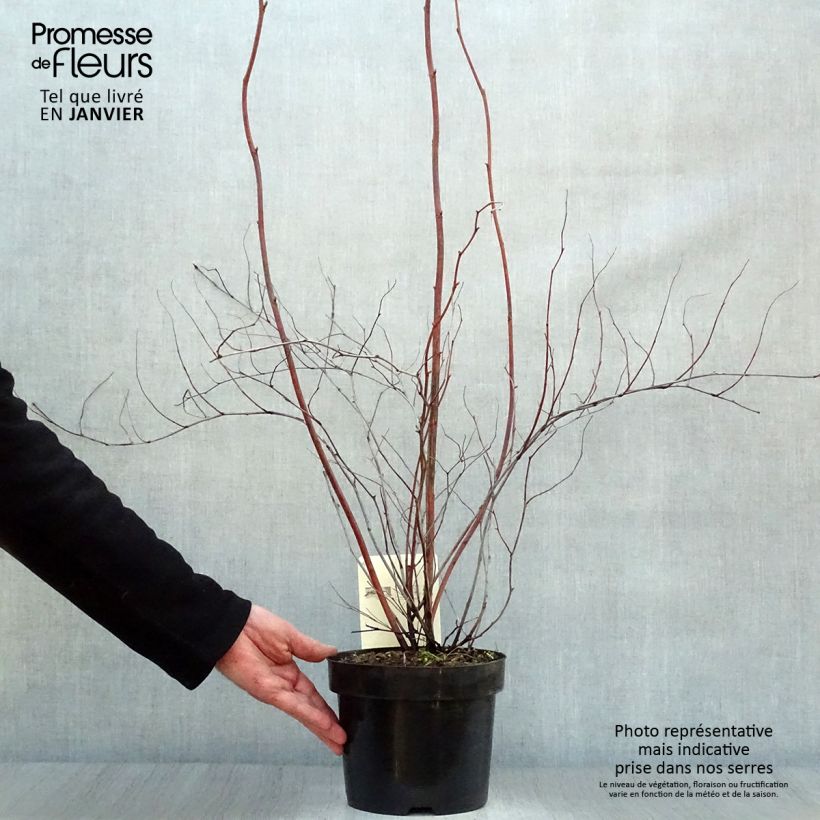 Example of Stephanandra tanakae Pot van 3 l/4 l as you get in hiver