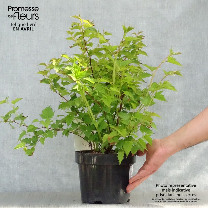 Exemplaar van Stephanandra tanakae - Kransspirea Pot van 3 l/4 l zoals geleverd in de lente