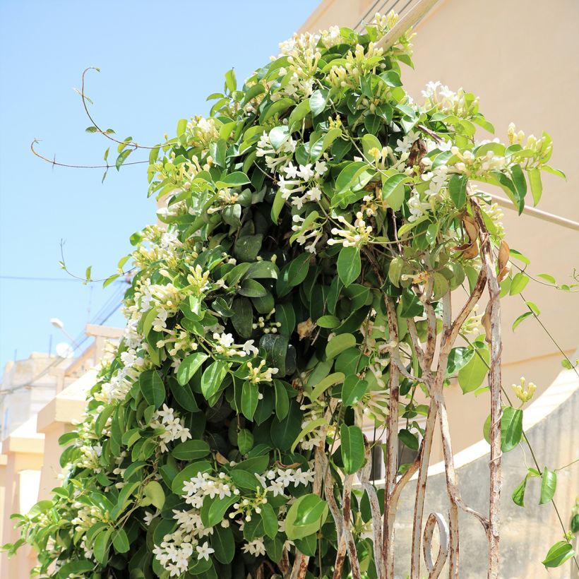 Stephanotis floribunda - Bruidsbloem (Groeiplaats)