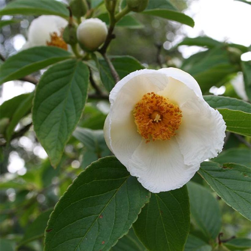 Stewartia pseudocamellia - Schijncamelia (Flowering)
