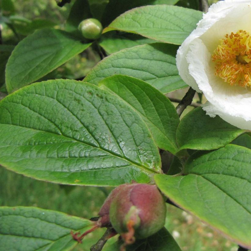 Stewartia pseudocamellia Koreana - Schijncamelia (Foliage)