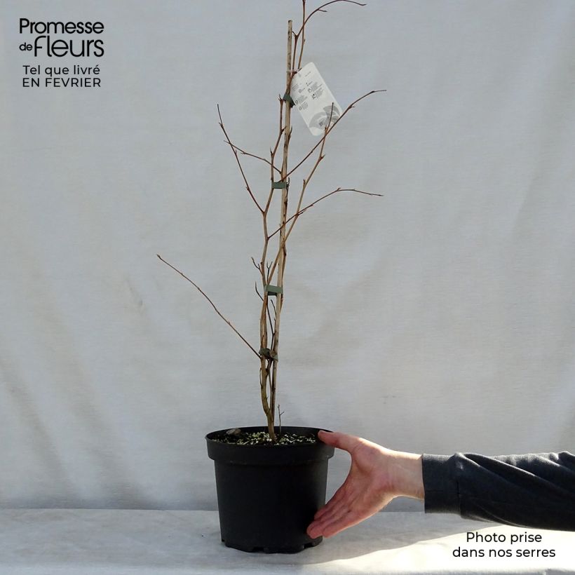 Example of Stewartia pseudocamellia - Stuartie Pot van 3 l/4 l as you get in hiver