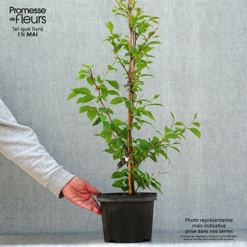 Exemplaar van Stewartia pseudocamellia - Schijncamelia Pot van 3 l/4 l zoals geleverd in de lente