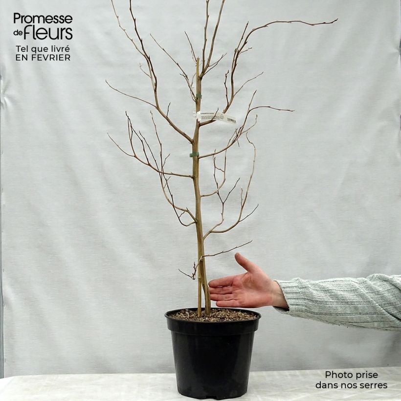 Example of Stewartia rostrata - Stuartie Pot van 4 l/5 l as you get in hiver
