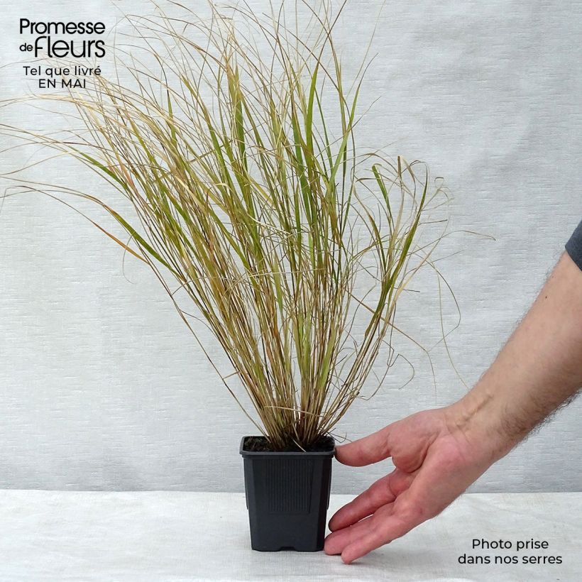 Exemplaar van Stipa arundinacea - Fazantstaartgras Kweekpotje van 8/9 cm zoals geleverd in de lente