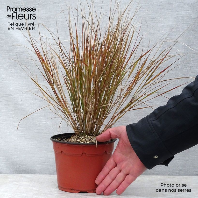 Example of Stipa arundinacea - Anemanthele lessoniana Pot van 2 l/3 l as you get in hiver