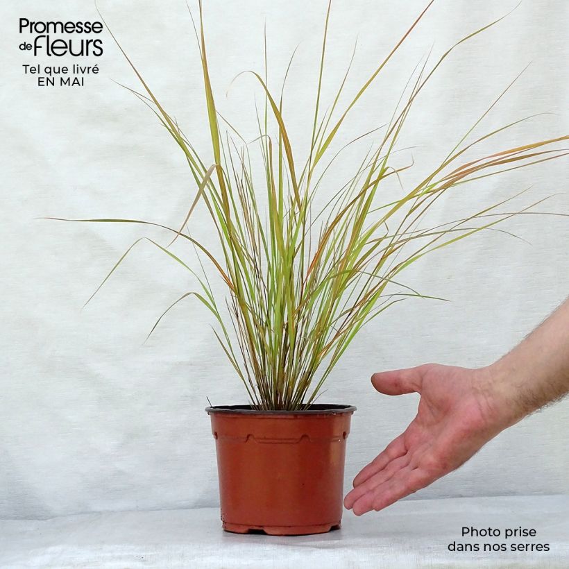 Exemplaar van Stipa arundinacea - Fazantstaartgras Pot van 2 l/3 l zoals geleverd in de lente