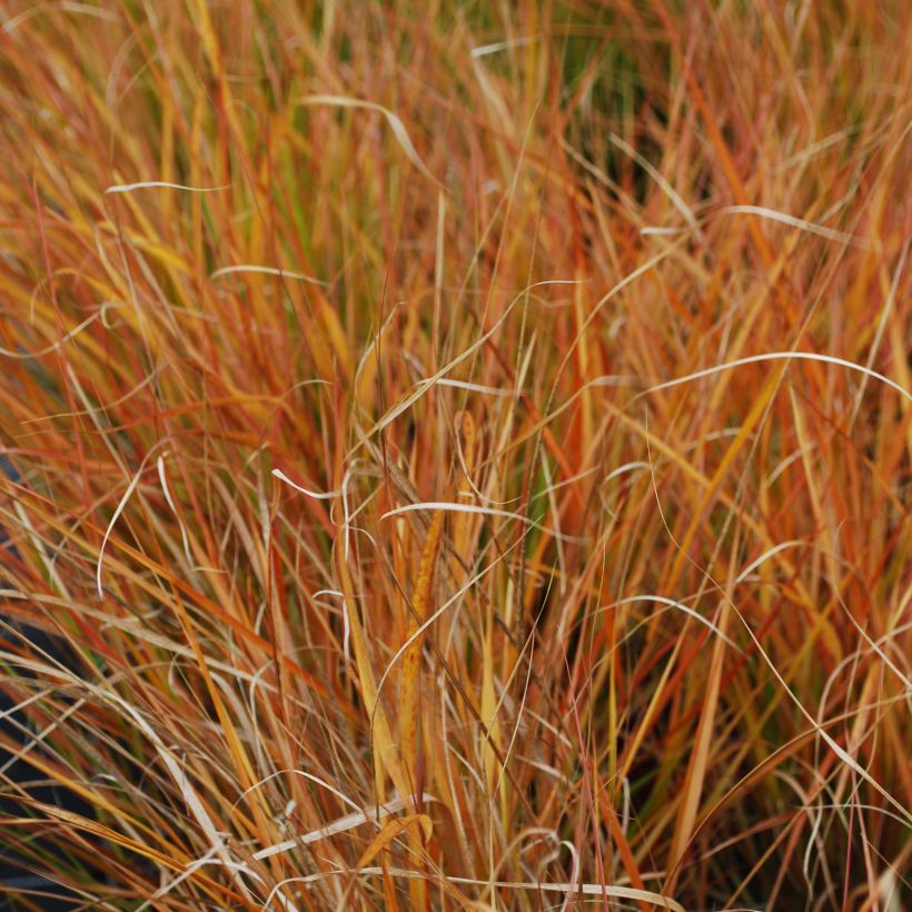Stipa arundinacea Sirocco - Fazantstaartgras (Foliage)