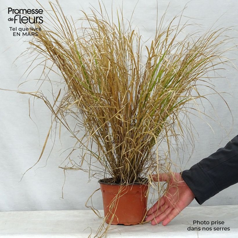 Exemplaar van Stipa arundinacea Sirocco - Fazantstaartgras Pot van 2 l/3 l zoals geleverd in de lente