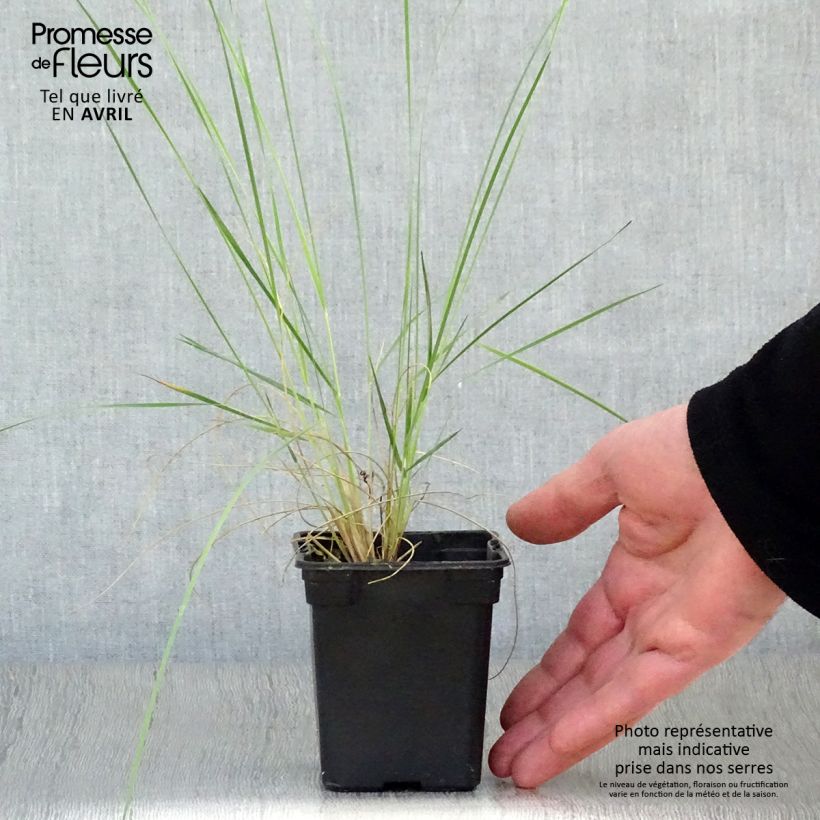 Exemplaar van Stipa barbata - Vedergras Kweekpotje van 7/8 cm zoals geleverd in de lente