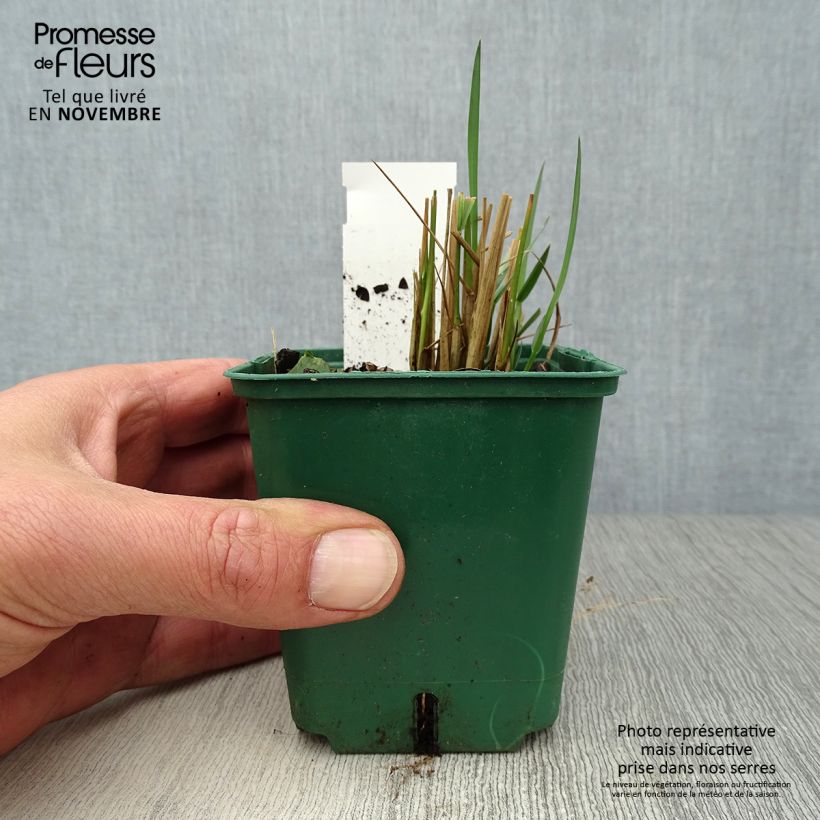 Exemplaar van Stipa calamagrostis - Diamantgras Kweekpotje van 8/9 cm zoals geleverd in de herfst