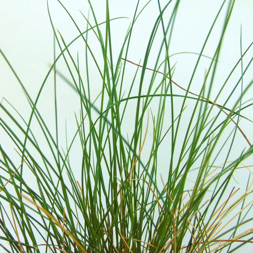 Stipa capillata - Vedergras (Foliage)