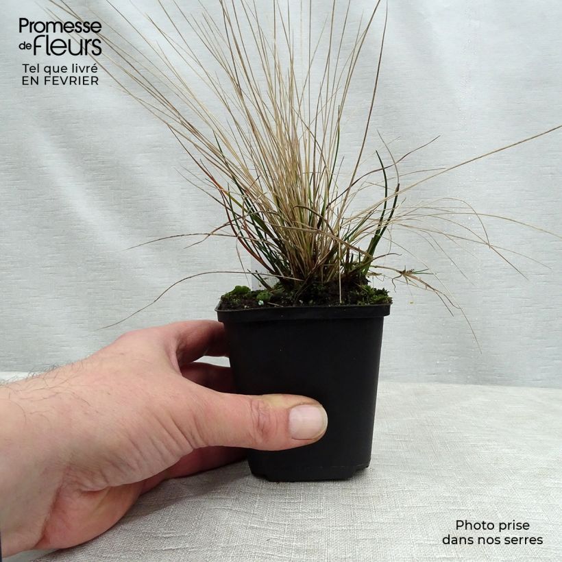Example of Stipa capillata - Vedergras Kweekpotje van 8/9 cm as you get in hiver