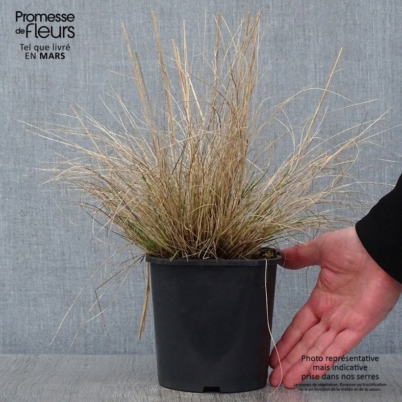 Example of Stipa capillata - Vedergras Pot van 2 l/3 l as you get in hiver