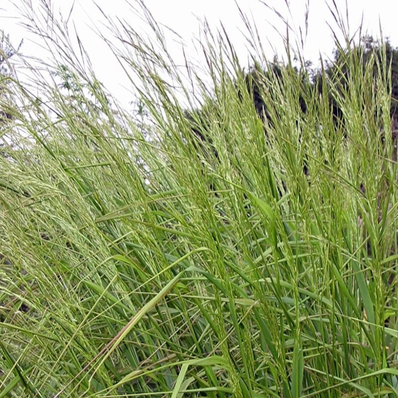 Stipa extremiorientalis - Vedergras (Foliage)