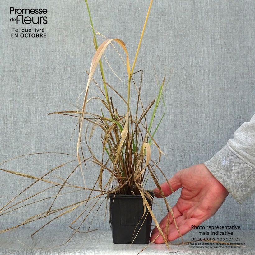 Exemplaar van Stipa extremiorientalis - Vedergras Kweekpotje van 8/9 cm zoals geleverd in de herfst