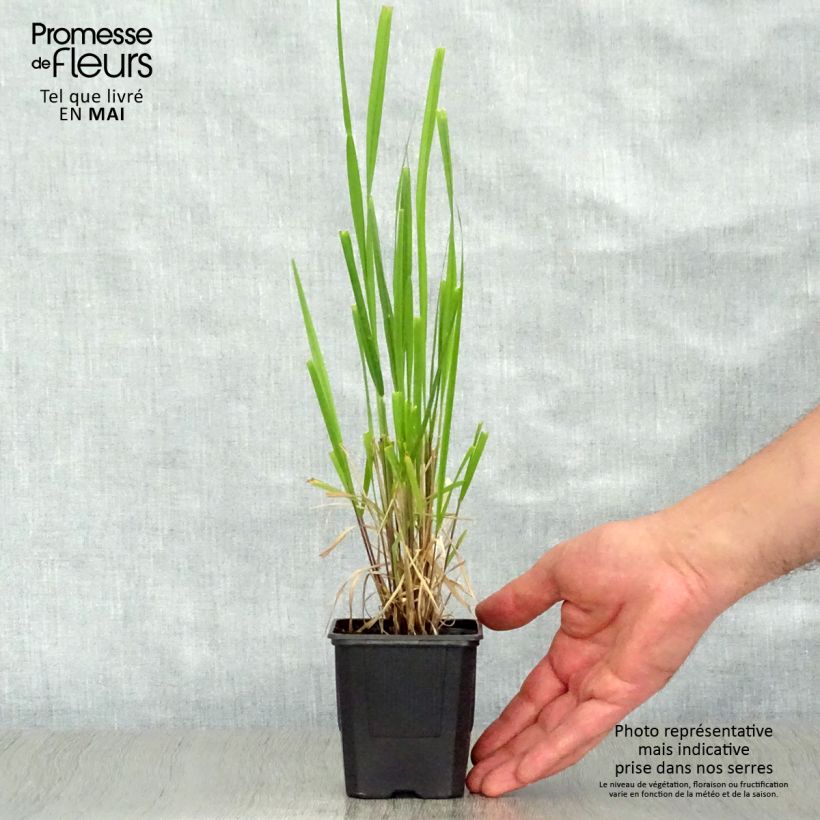 Exemplaar van Stipa extremiorientalis - Vedergras Kweekpotje van 8/9 cm zoals geleverd in de lente