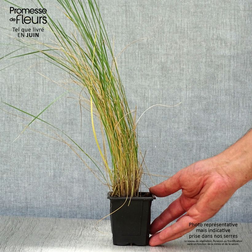 Exemplaar van Stipa gigantea - Reuzenvedergras Kweekpotje van 8/9 cm zoals geleverd in de zomer