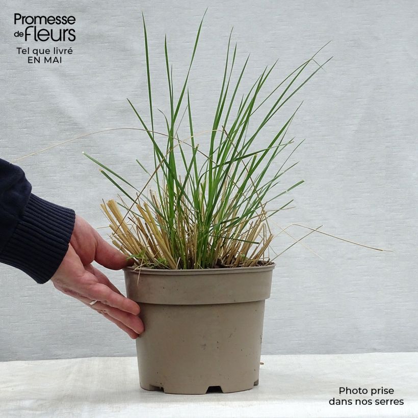 Exemplaar van Stipa gigantea - Reuzenvedergras Pot van 2 l/3 l zoals geleverd in de lente