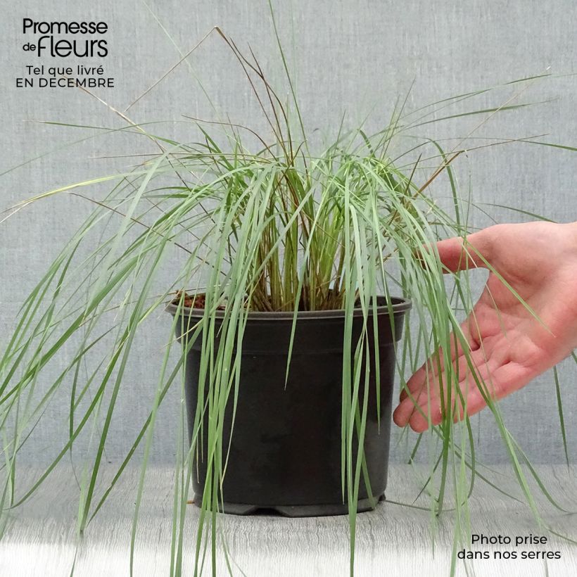 Example of Stipa gigantea - Stipe géante Pot van 2 l/3 l as you get in hiver