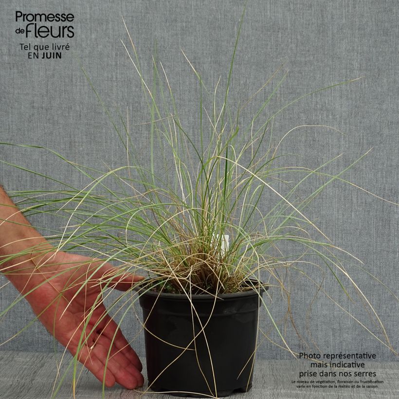 Exemplaar van Stipa gigantea - Reuzenvedergras Pot van 2 l/3 l zoals geleverd in de zomer