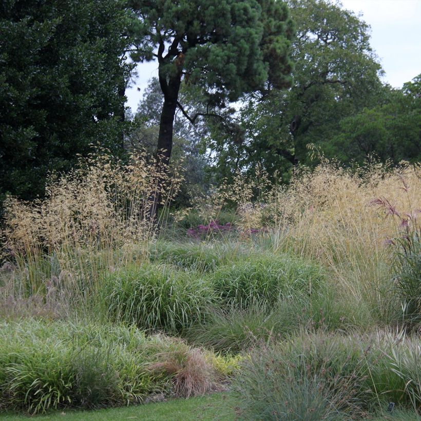 Stipa gigantea - Reuzenvedergras (Plant habit)
