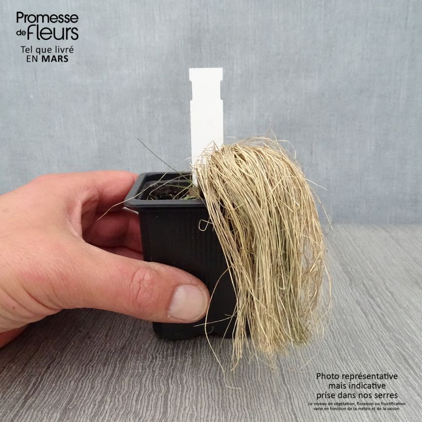 Exemplaar van Stipa ichu - Peruviaans vedergras Kweekpotje van 7/8 cm zoals geleverd in de lente