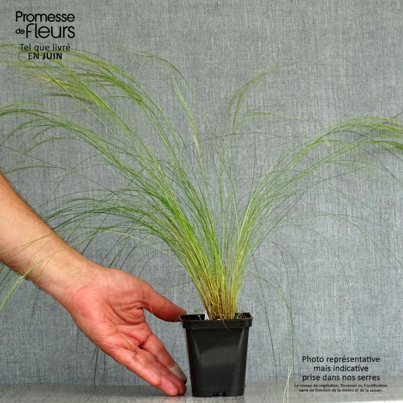 Exemplaar van Stipa pennata - Vedergras Kweekpotje van 8/9 cm zoals geleverd in de zomer