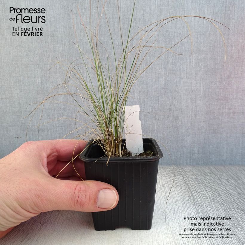 Example of Stipa pennata - Vedergras Kweekpotje van 8/9 cm as you get in hiver