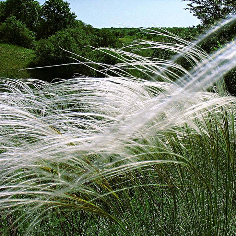Stipa pulcherrima - Vedergras (Plant habit)