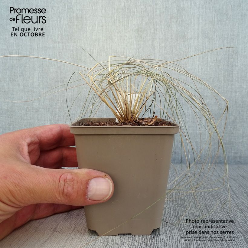 Exemplaar van Stipa pulcherrima - Vedergras Kweekpotje van 8/9 cm zoals geleverd in de herfst