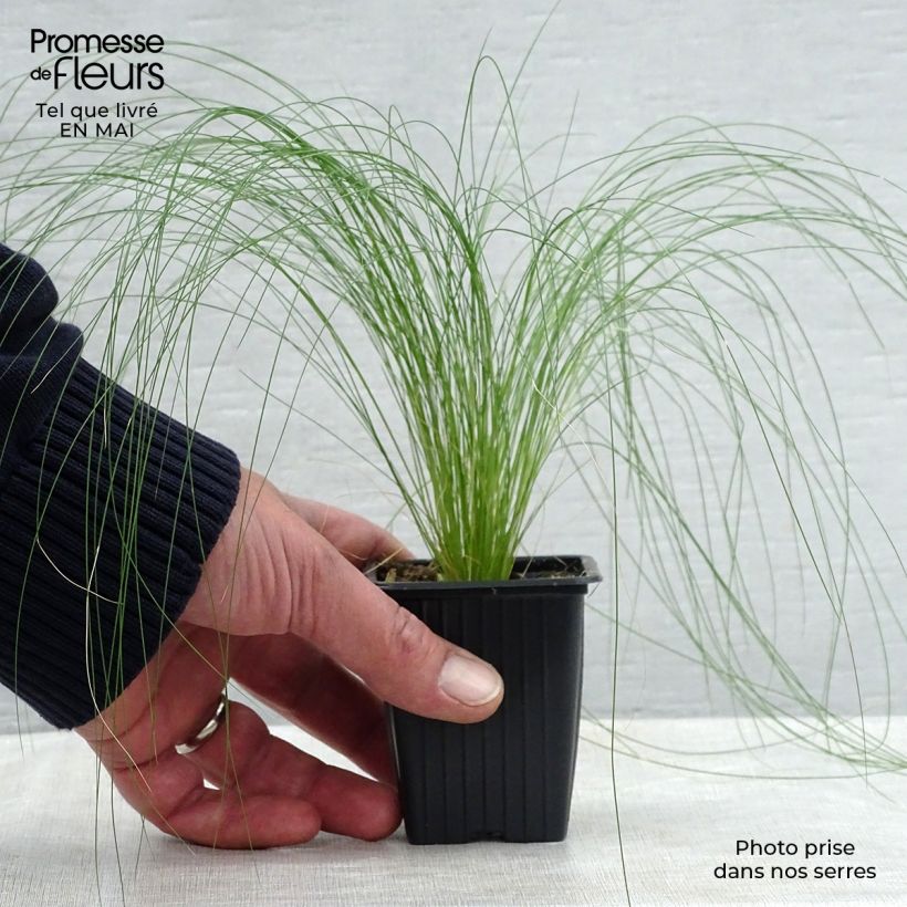 Exemplaar van Stipa tenuifolia Pony Tails - Vedergras Kweekpotje van 7/8 cm zoals geleverd in de lente