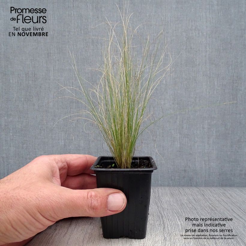 Exemplaar van Stipa tenuifolia Pony Tails - Vedergras Kweekpotje van 7/8 cm zoals geleverd in de herfst