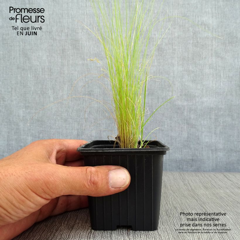 Exemplaar van Stipa tenuifolia Pony Tails - Vedergras Kweekpotje van 7/8 cm zoals geleverd in de zomer