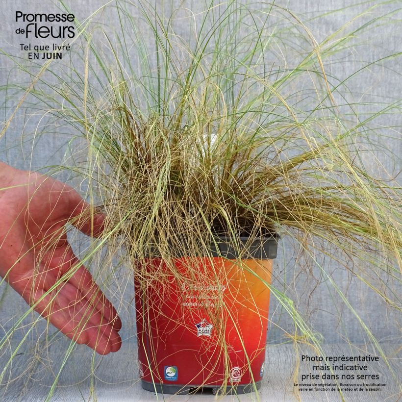 Exemplaar van Stipa tenuifolia Pony Tails - Vedergras Pot van 2 l/3 l zoals geleverd in de zomer