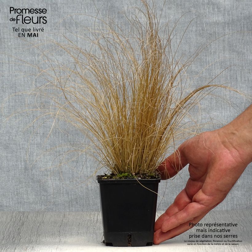 Exemplaar van Stipa trichotoma Palomino - Vedergras Kweekpotje van 8/9 cm zoals geleverd in de lente