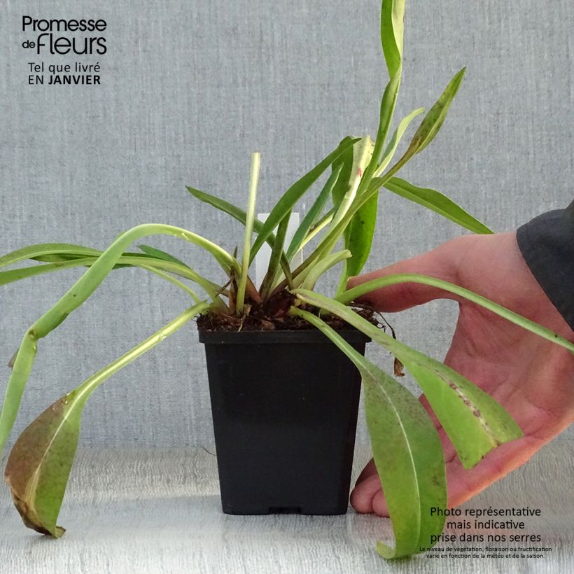 Example of Stokesia laevis Alba - Bleuet d'Amérique Kweekpotje van 8/9 cm as you get in hiver