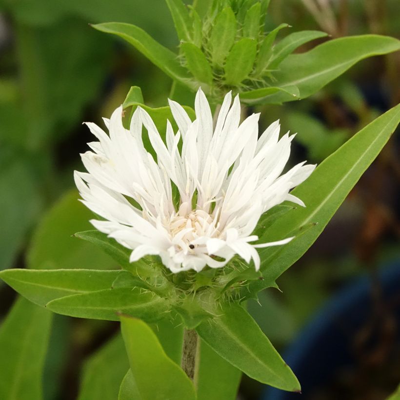 Stokesia laevis Alba - Bleuet d'Amérique (Blad)