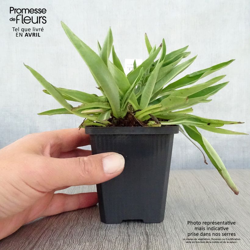 Exemplaar van Stokesia laevis Alba - Bleuet d'Amérique Kweekpotje van 8/9 cm zoals geleverd in de lente