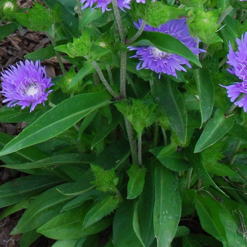 Stokesia laevis Blue Star - Bleuet d'Amérique (Foliage)
