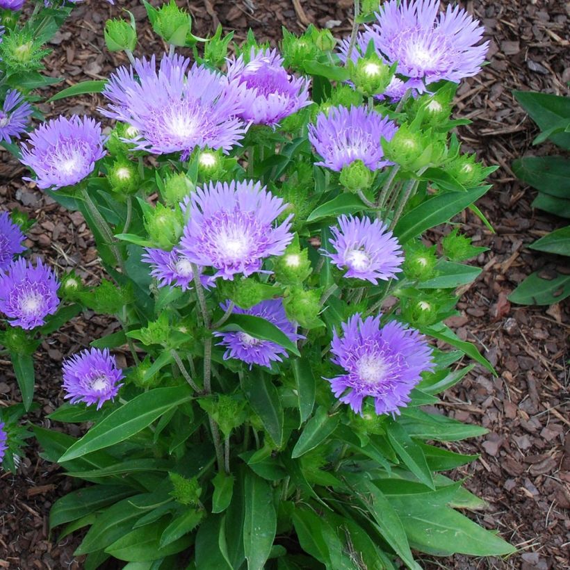 Stokesia laevis Blue Star - Bleuet d'Amérique (Plant habit)