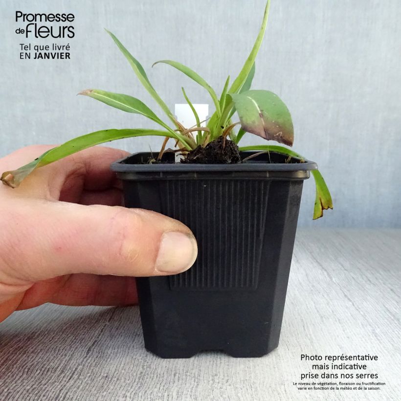 Example of Stokesia laevis Blue Star - Bleuet d'Amérique Kweekpotje van 8/9 cm as you get in hiver